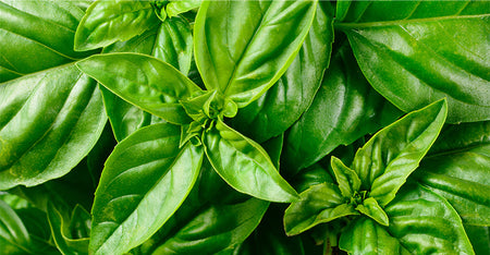 Basil
